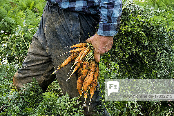 Ein Bauer steht auf einem Feld und hält frisch gepflückte Möhren in der Hand.