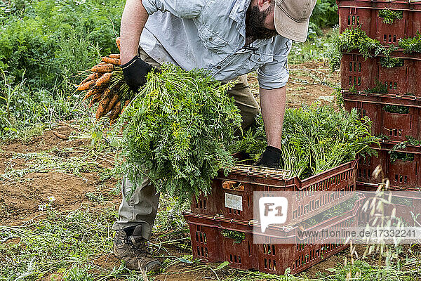 Ein Landwirt verpackt frisch gepflückte Karotten in Kisten.