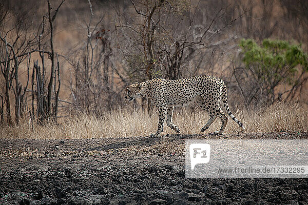 Ein Gepard  Acinonyx jubatusm  läuft über trockenen Boden