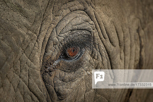 Das Auge eines Elefanten  Loxodonta africana