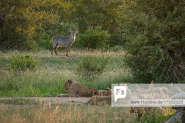 Ein Wasserbock  Kobus ellipsiprymnus  steht einem Löwenrudel gegenüber