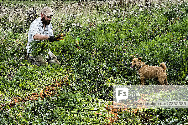Ein Bauer hält einen Strauß frisch gepflückter Möhren.