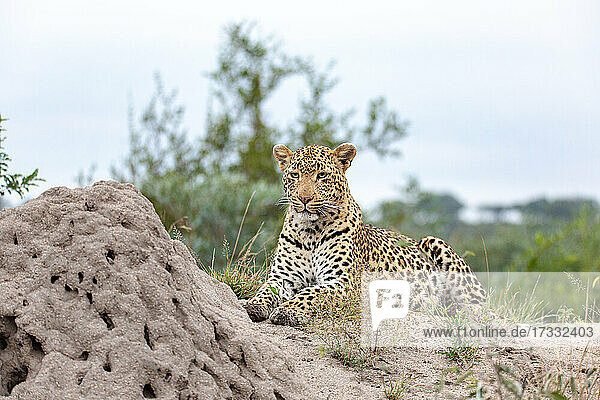 Leopard  Panthera pardus  liegt neben einem Termitenhügel