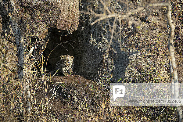 Ein Leopardenjunges  Panthera pardus  kommt aus seiner Höhle
