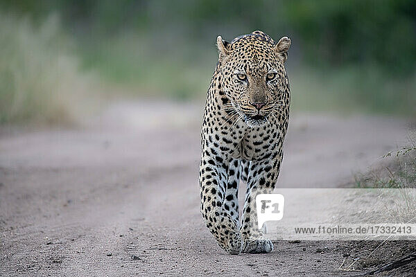 Ein männlicher Leopard  Panthera pardus  läuft entlang einer Sandstraße