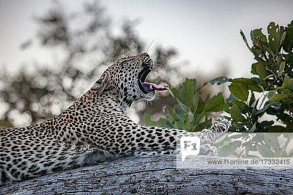 Ein Leopard  Panthera pardus  liegt auf einem Baumstamm  gähnt und streckt die Pfoten aus