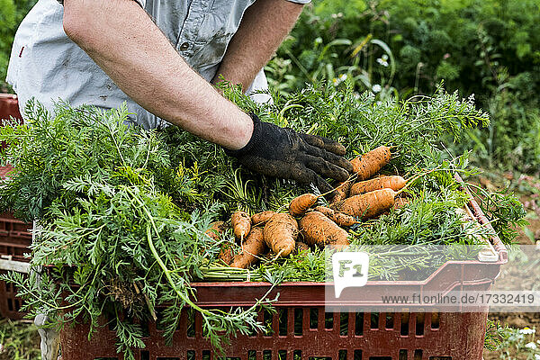 Ein Landwirt verpackt frisch gepflückte Karotten in Kisten.