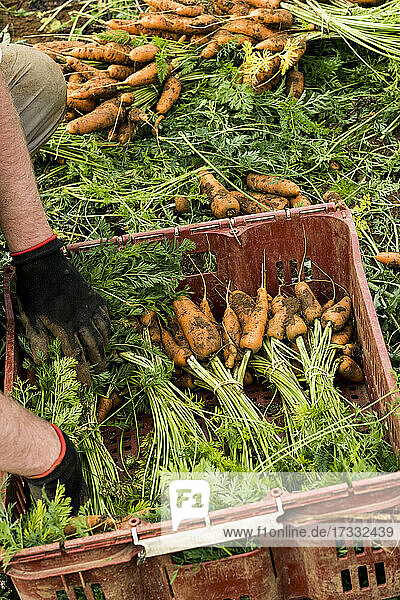 Landwirt beim Verpacken von frisch geernteten Karottenbündeln