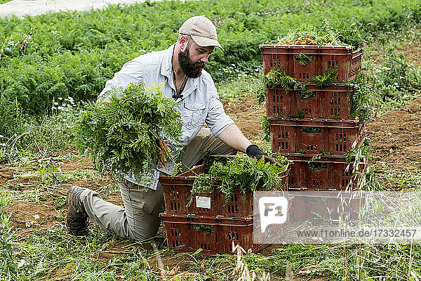 Farmer packing bunches of freshly picked carrots into crates.