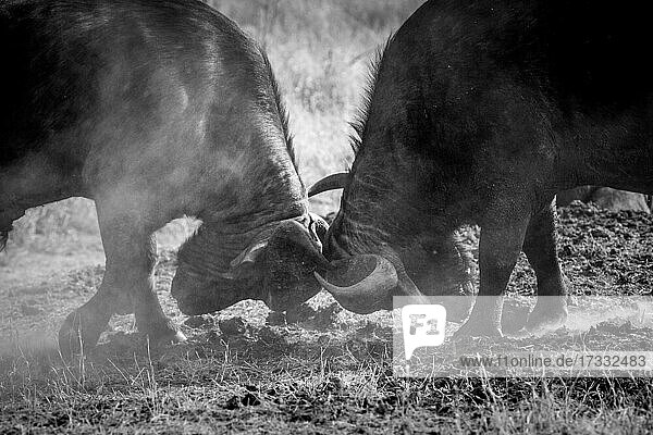 Zwei Büffel  Syncerus caffer  kämpfen gegeneinander  Staub in der Luft