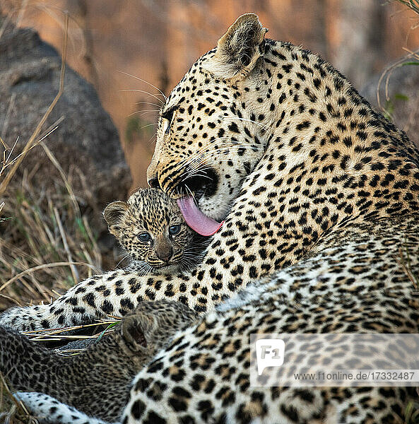 Eine Leopardenmutter  Panthera pardus  pflegt ihr Junges