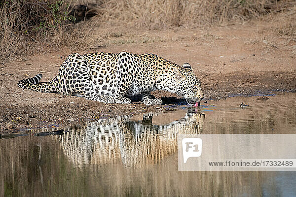 Ein Leopard  Panthera pardus  bückt sich  um Wasser aus einem Wasserloch zu trinken