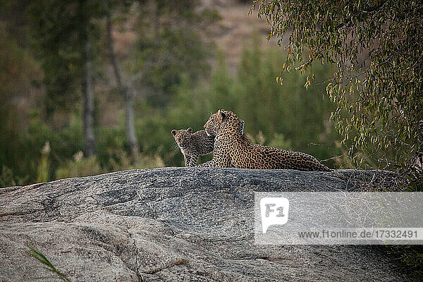 Eine Leopardin und ihr Junges  Panthera pardus  liegen zusammen auf einem Felsen  im Hintergrund Grünzeug