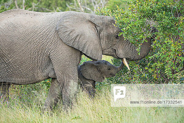 Ein Elefantenweibchen und ihr Kalb beim Fressen von Blättern