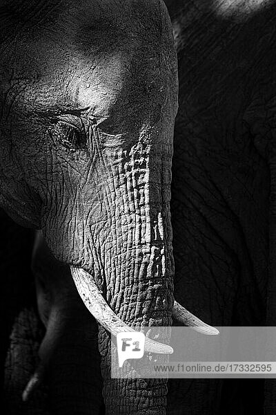 Seitenprofil eines Elefantenkopfes  Loxodonta Africana