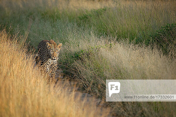 Ein Leopard  Panthera pardus  läuft entlang eines Straßengestells  umgeben von langem  trockenem Gras