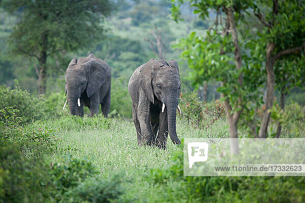 Zwei Elefanten  Loxodonta Africana  spazieren durch Grünanlagen