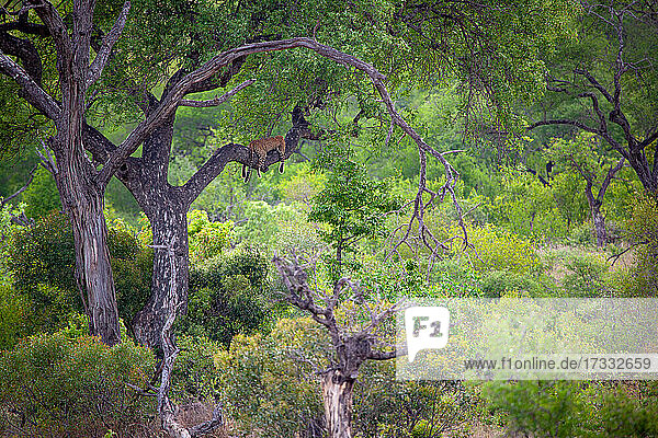 Ein Leopard  Panthera pardus auf einem Ast im Baum