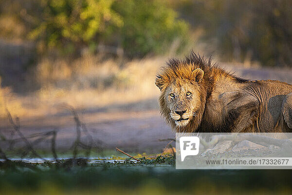 Ein männlicher Löwe  Panthera leo  hockt neben einem Wasserloch
