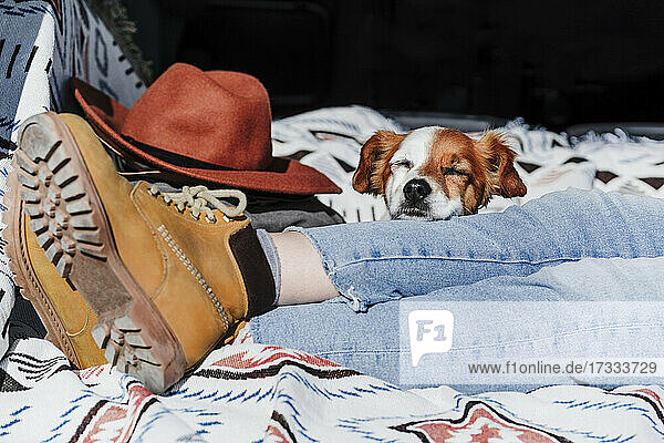 Hund mit geschlossenen Augen  der an einem sonnigen Tag auf dem Bein einer Frau ruht