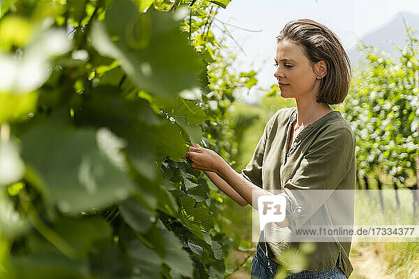 Frau prüft Weinpflanze im Stehen auf dem Feld