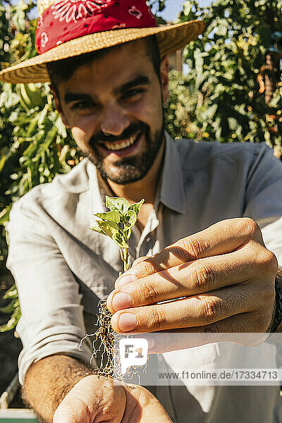 Lächelnder junger Mann mit Strohhut  der eine Tomatenpflanze im Garten hält