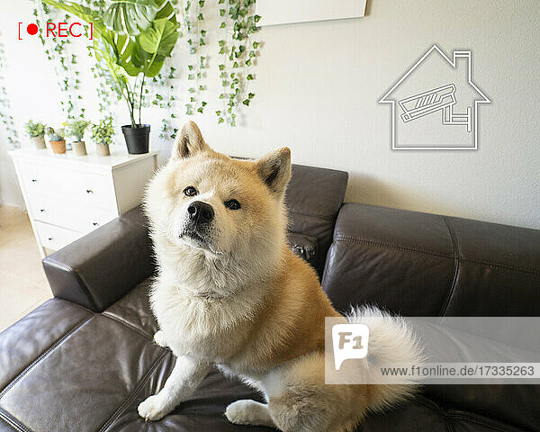 Hund auf dem Sofa sitzend mit Überwachungssymbol im Smart Home