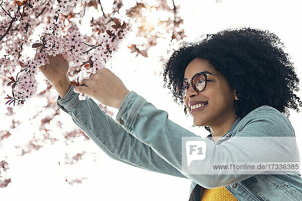 Lächelnde junge Frau  die Kirschblüten berührt