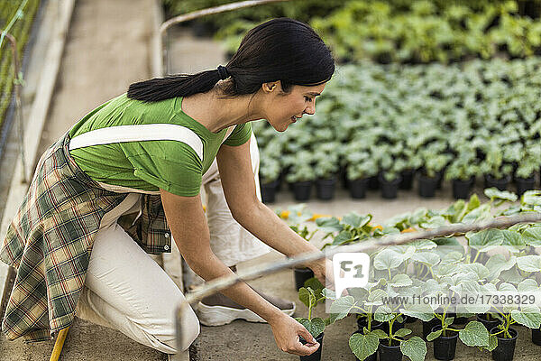Smiling female farmer examining potted plants while working at greenhouse