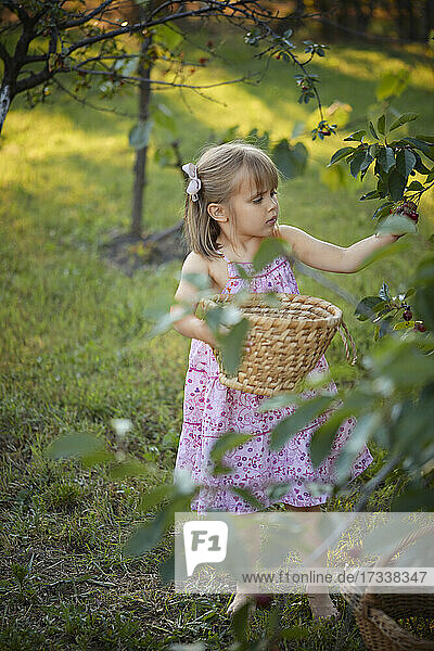 Cute girl harvesting cherries in backyard