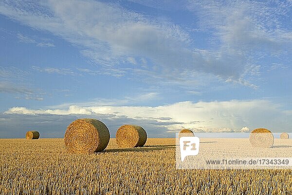 Getreidefeld  Stoppelfeld mit runden Strohballen  blauer Wolkenhimmel  Nordrhein-Westfalen  Deutschland  Europa