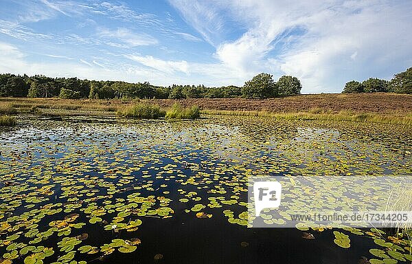 Teich mit Seerosen  Rolvennen  Nationalpark De Meinweg  Niederlande  Europa
