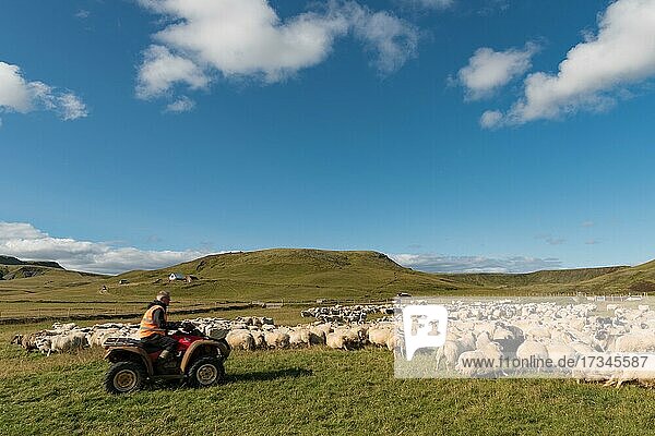 Domestic sheep (Ovis aries)  man on quad at sheep drive or réttir  Kirkjubæjarklaustur  Skaftárhreppur  Suðurland  Iceland  Europe