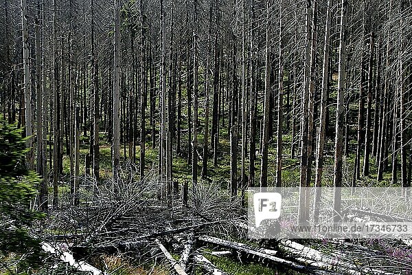 Tote Bäume  Baumsterben  Fichten  Klimawandel  Waldsterben  Borkenkäferbefall  Nationalpark Harz  Hochharz  Harz  Sachsen-Anhalt  Deutschland  Europa