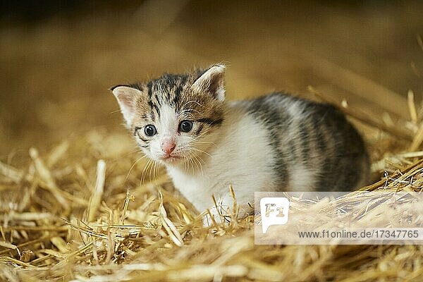 Domestic cat (Felis catus) kitten in the straw  Bavaria  Germany  Europe