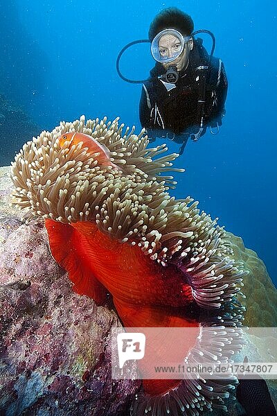 Taucherin betrachtet Prachtanemone (Heteractis magnifica)  Indischer Ozean  Malediven  Asien