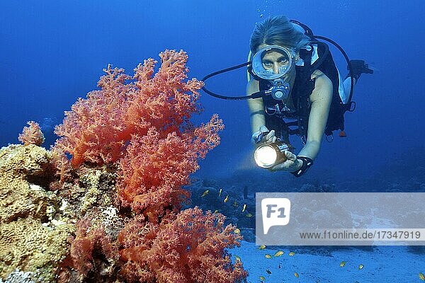 Diver with underwater lamp looking at red soft coral (Dendronephthya)  Red Sea  Sudan  Africa
