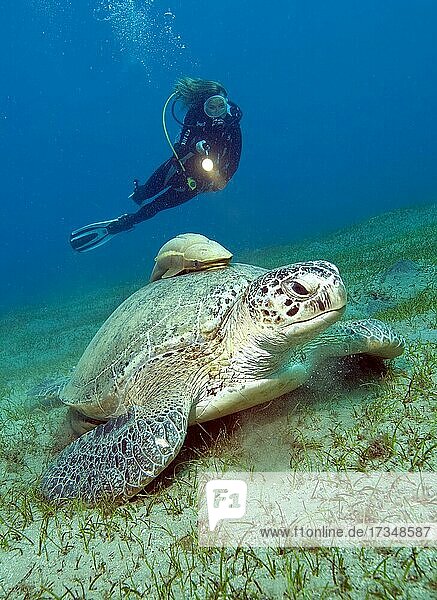 Taucherin betrachtet Grüne Meeresschildkröte (Chelonia mydas)  Suppenschildkröte  Rotes Meer  Abu Dabab  Ägypten  Afrika