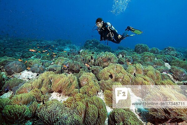 Kolonie von Lederanemonen (Heteractis crispa) auf Meeresgrund  dahinter Taucherin  Indischer Ozean  Malediven  Asien