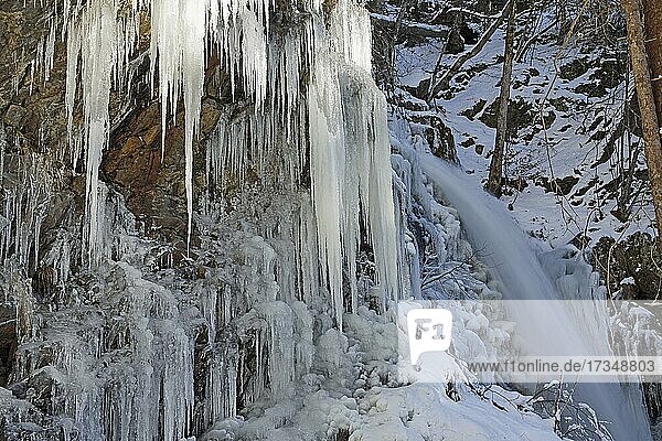 Icicles and icy waterfall  winter landscape  Todtnau waterfall  Feldberg  Black Forest  Baden-Württemberg  Germany  Europe