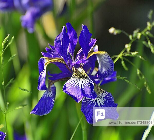 Blaue Blüte einer sibirischen Schwertlilie (Iris sibirica)  Raubling  Bayern  Deutschland  Europa