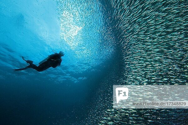 Taucher neben Fischschwarm von Sardinen (Sardinops sagax)  Indischer Ozean  Pescador Island  Moalboal  Cebu  Philippinen  Asien