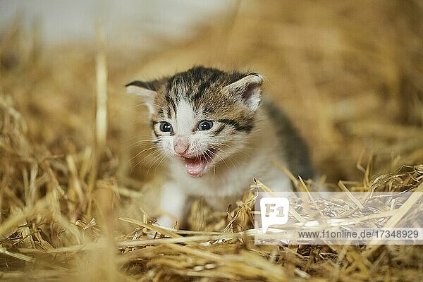 Domestic cat (Felis catus) kitten in the straw  Bavaria  Germany  Europe
