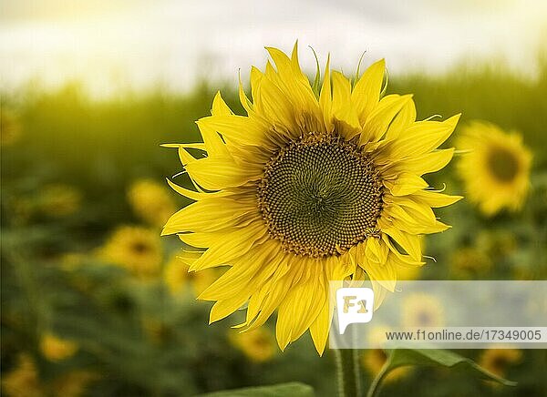 Details einer Sonnenblume  Sonnenblume natürlichen Hintergrund. Sonnenblume blüht. Sonnenblume nah