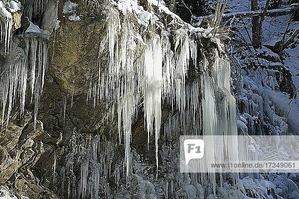 Icicles at icy waterfall  winter landscape  Todtnau waterfall  Feldberg  Black Forest  Baden-württemberg  Germany  Europe