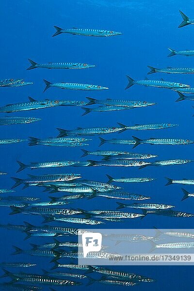 Fischschwarm  Schule von Europäischer Barrakuda (Sphyraena sphyraena)  Mittelmeer  Cap Freu  Mallorca  Spanien  Europa