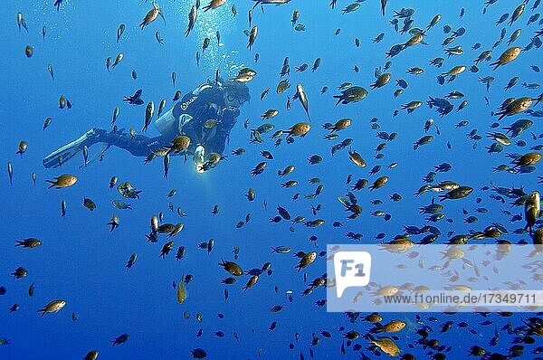 Taucherin betrachtet Fischschwarm von Mittelmeer-Fahenbarsche  Mönchsfische (Chromis chromis) Mittelmeer  Italien  Europa