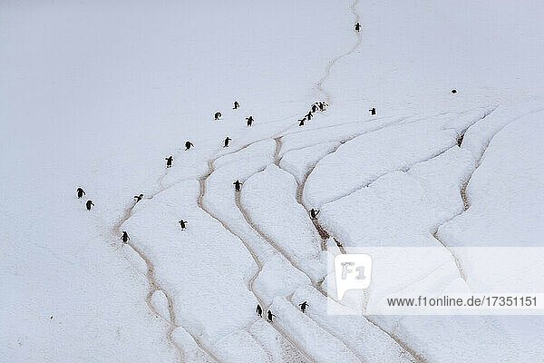 Ausgewachsene Eselspinguine (Pygoscelis papua)  die auf Pinguinstraßen laufen  Danco Island  Antarktis  Polarregionen