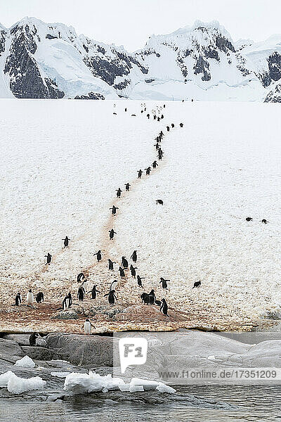 Ausgewachsene Eselspinguine (Pygoscelis papua)  die auf dem Pinguin-Highway auf Booth Island spazieren gehen  Antarktis  Polarregionen