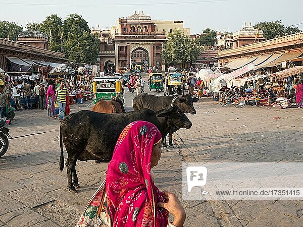 Cattle at Sardar Market  Old Town  Jodhpur  Rajasthan  India  Asia